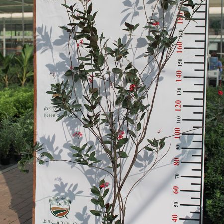 Jatropha Integerrima