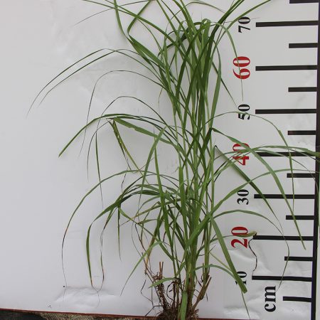 PENNISTUM ALOPECUROIDES