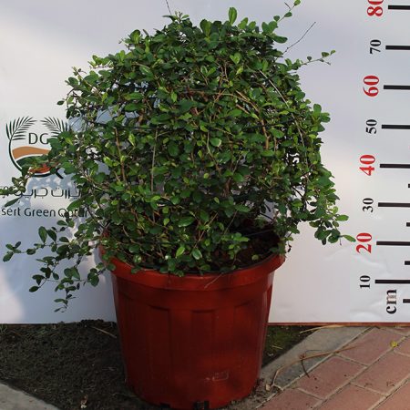 Ehretia microphylla ( Ball )