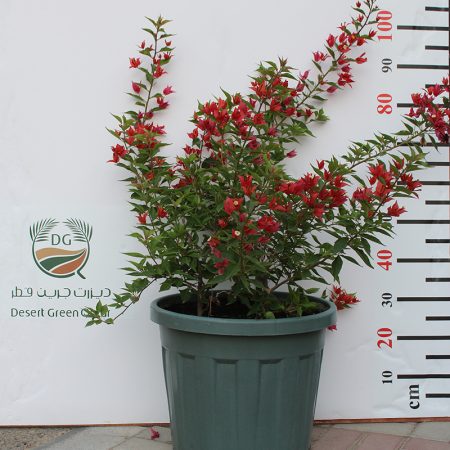 Bougainvillea Glabra "Mix Col" 50-60cm