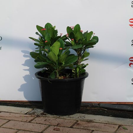 Euphorbia Millii