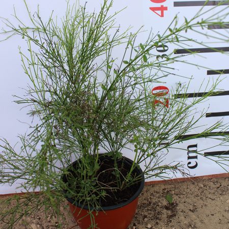 Russelia equisetformis hanging