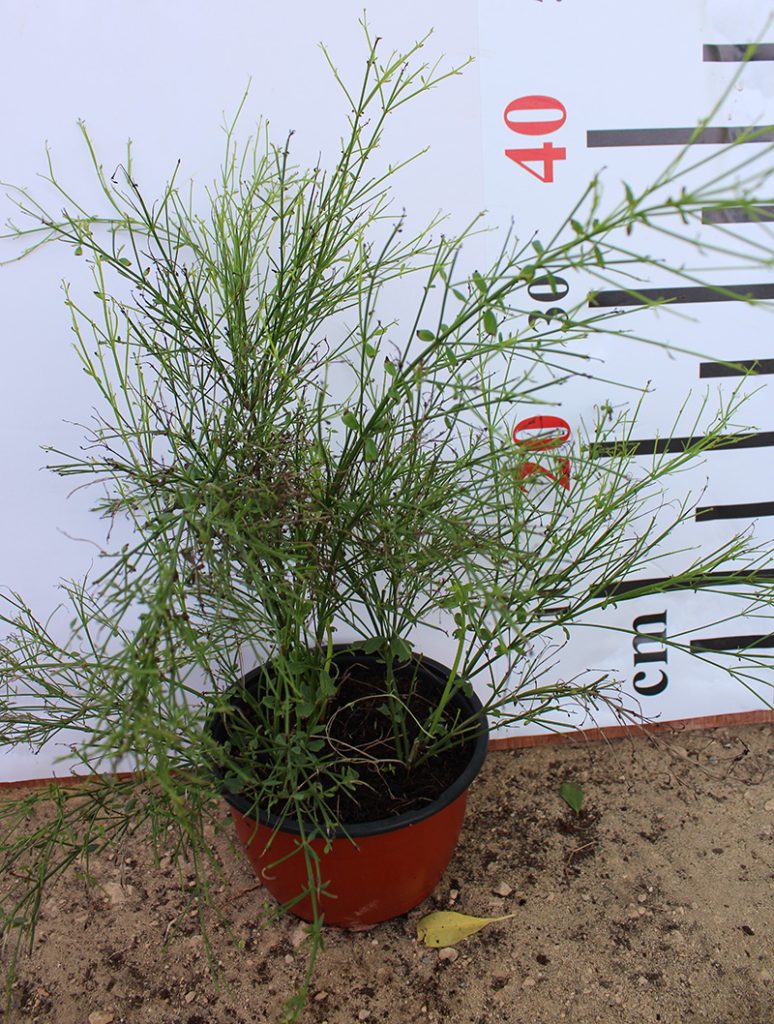 Russelia equisetformis hanging | Desert Green Qatar