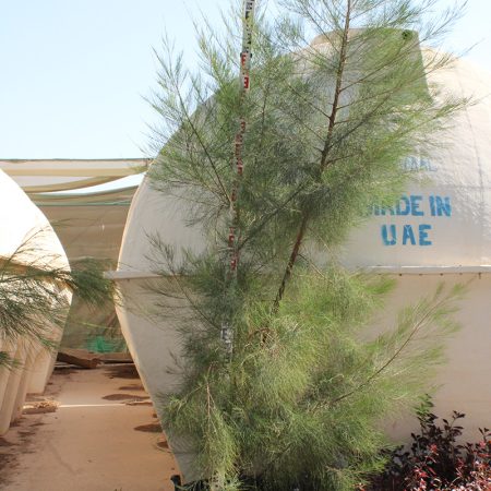 Casaurina equisetifolia