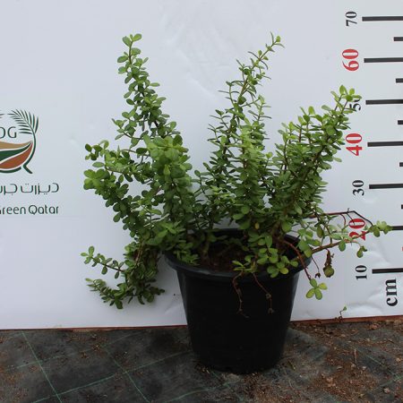 Crassula argentea