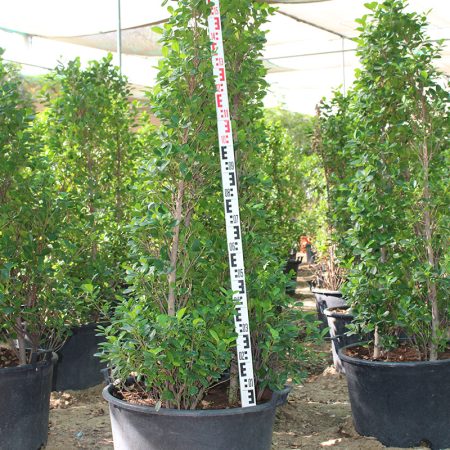 Ficus diversifolia 'Cone shape