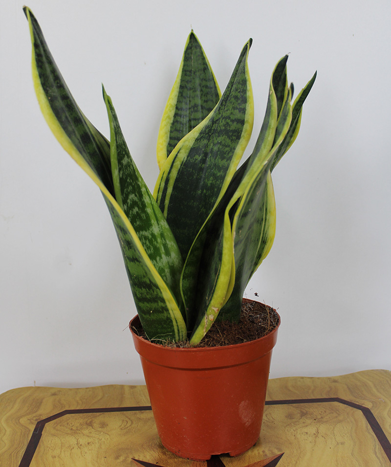 Sansevieria Laurentii 40cm Desert Green Qatar 