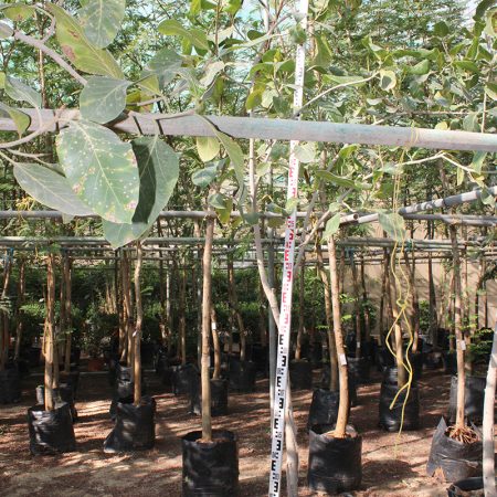 Ficus benghalensis (2.5-3m Ht, 1.5m CS, 35-45mm¸)