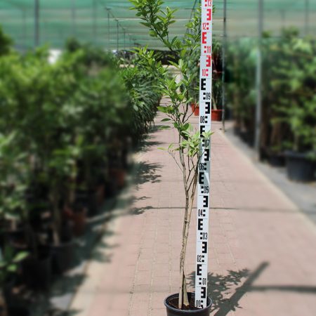 Citrus Clementina " Turkey"