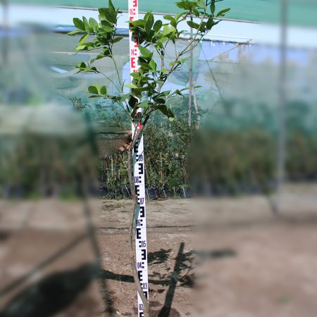 Citrus Lemon " Turkey "