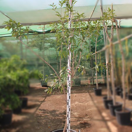 Manilkara zapota "Chickoo" (3.5 - 4.0m Height, 60-70mm¸ )