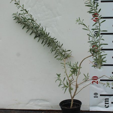 Atriplex canescens