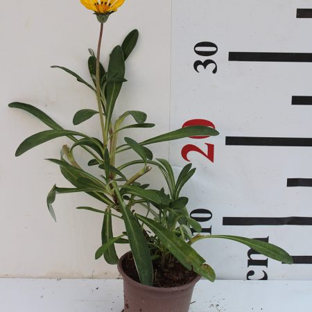 Gazania uniflora