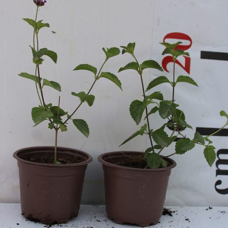 Lantana montevidensis