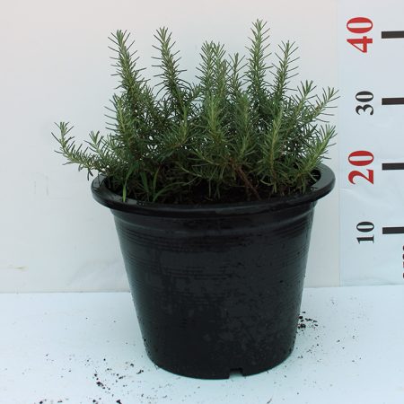 Rosemarinus officinalis