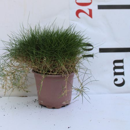 Zoysia Grass