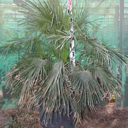 Chamaerops humilis 1.8-2.3m