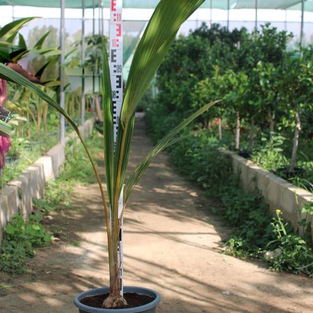 Cocos nucifera 1.5-1.8m 10ltr pot