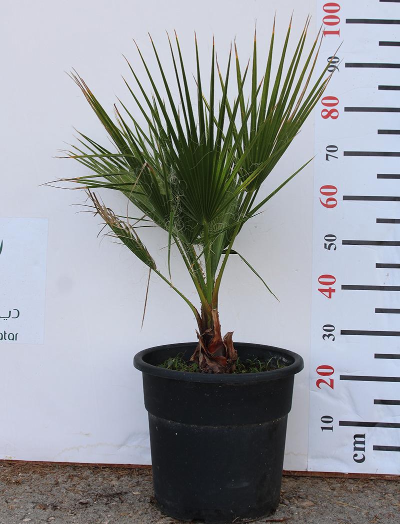 Washingtonia robusta | Desert Green Qatar