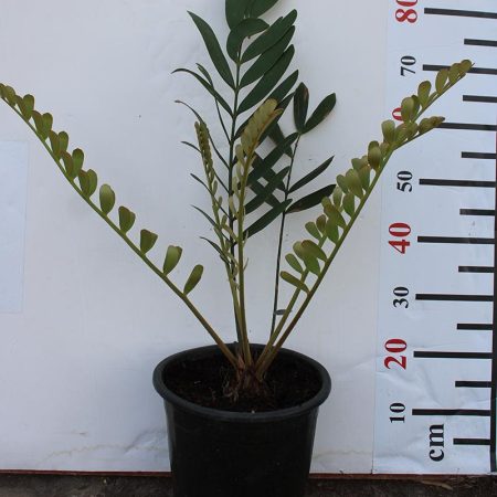 Zamia furfuracea