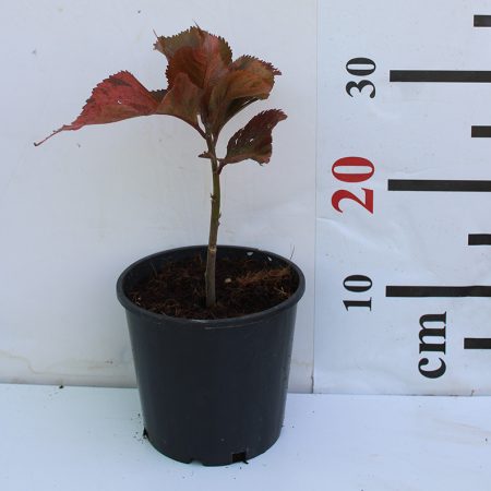 Acalypha wilkesiana 15-20cm