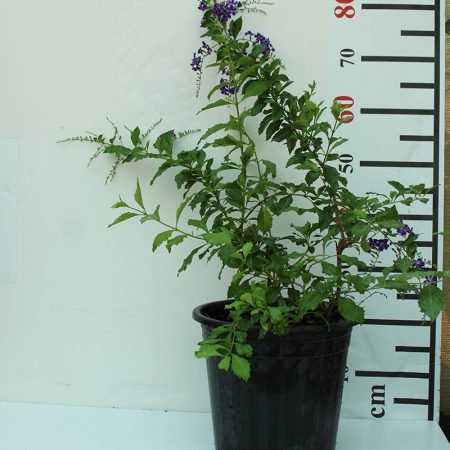 Duranta erecta "Green"