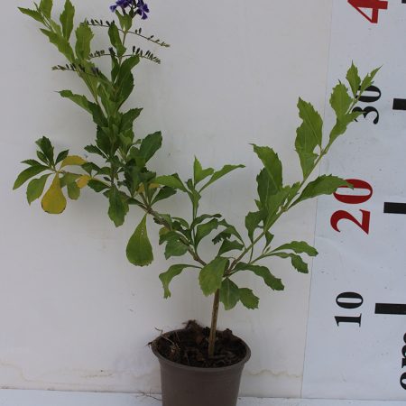 Duranta (Repens Golden)