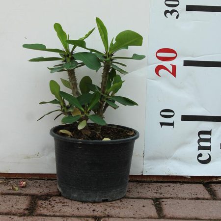 Euphorbia Mix Colour