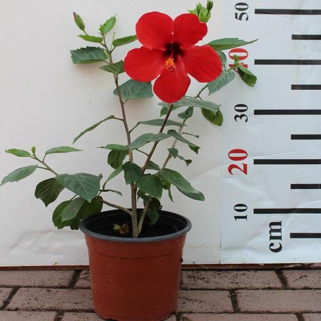 Hibiscus Red (Tall )