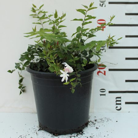 Jasminum Nitidum