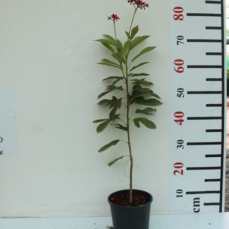 Jatropha pandurifolia