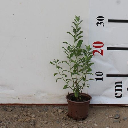 Leucophyllum frutescens