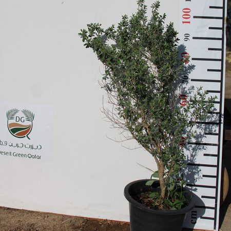 Leucophyllum 'Green Cloud'