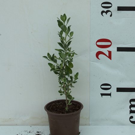 Leucophyllum 'Green Cloud' 15-20cm