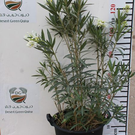 Nerium oleander