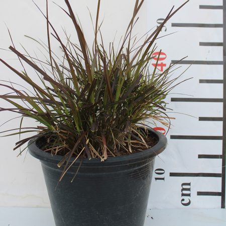 Pennisetum rubrum