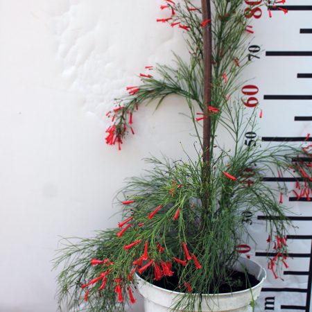 Russelia equisetiformis