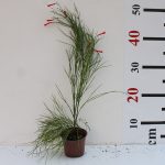 Russelia equisetiformis