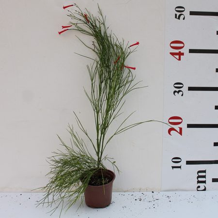 Russelia equisetiformis