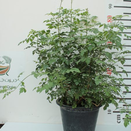 Tecomaria capensis "Orange"