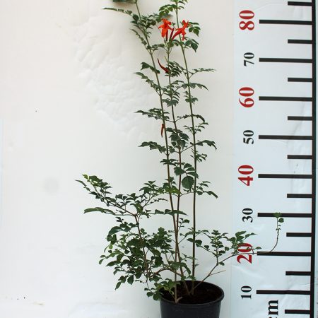 Tecomaria capensis "Orange"