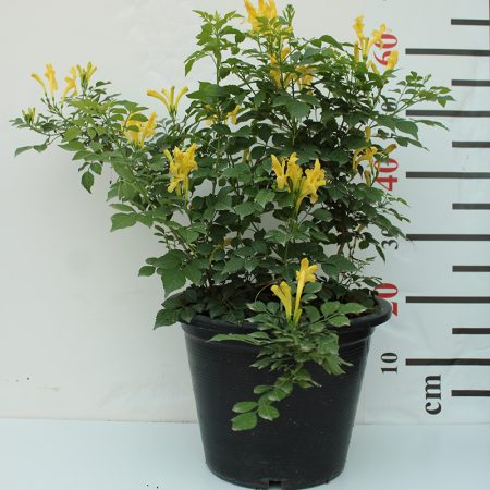Tecomaria capensis "Yellow"