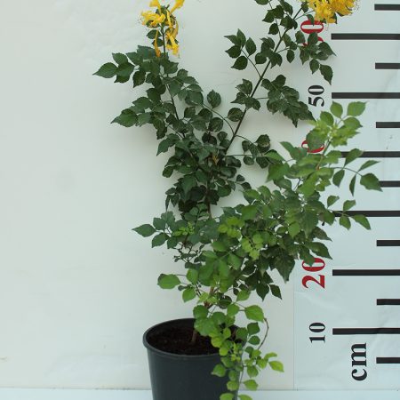 Tecomaria capensis yellow