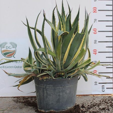Agave americana marginata
