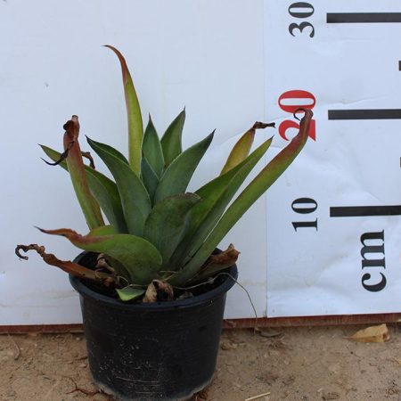 Agave attenuata 'varigata'