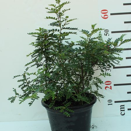 Zanthoxylum 'odorom'