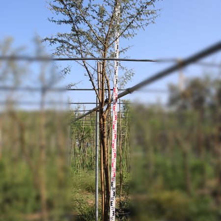 Acacia arabica 2.5-3.0m ht