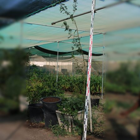 Acacia farnesiana 1.5m