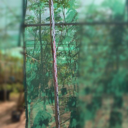 Azadirachta indica "Neem" 2"  3.0-3.5m Ht,1.5m CS,3-4cm Dia