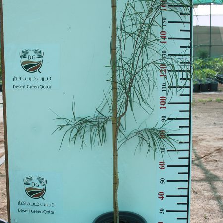 Acacia stenophylla